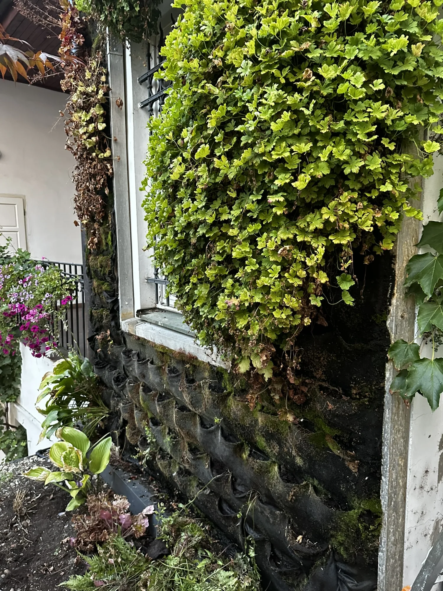 Revitalizace zeleně bytového domu v centru Prahy